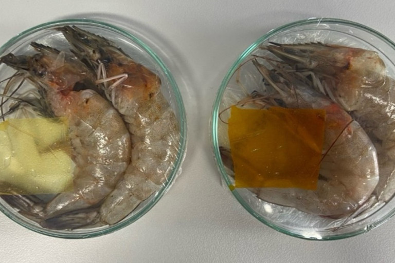 shrimp