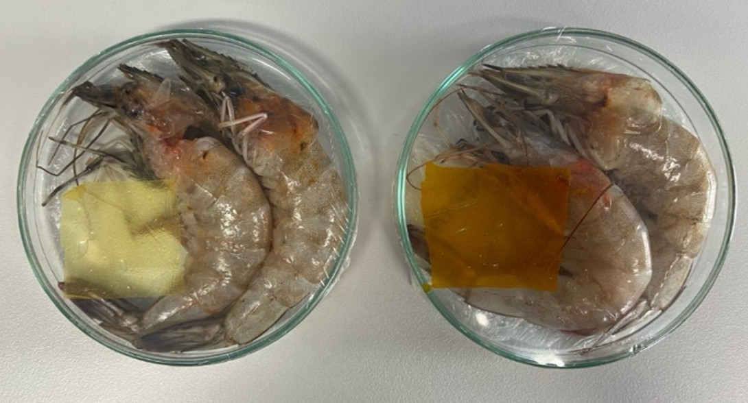 shrimp.jpg shrimp